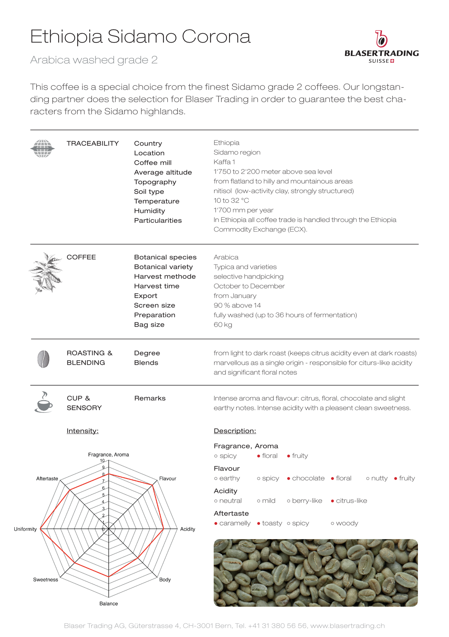 Ethiopie Sidamo VERT NON TORREFIE - Arabica grade 2 - Equitable et de production biologique - Lavé